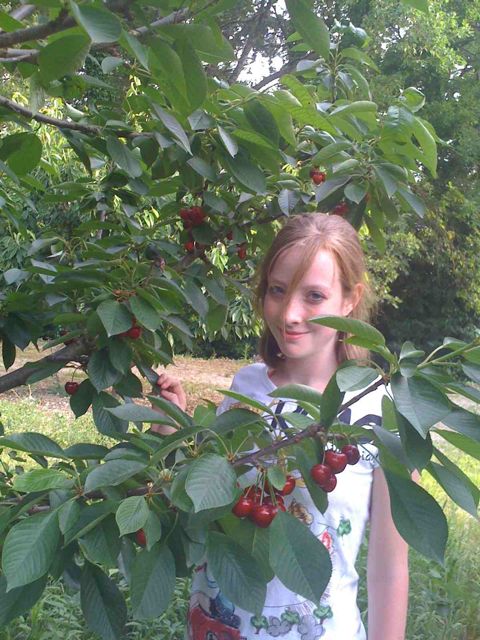 cherries julia
